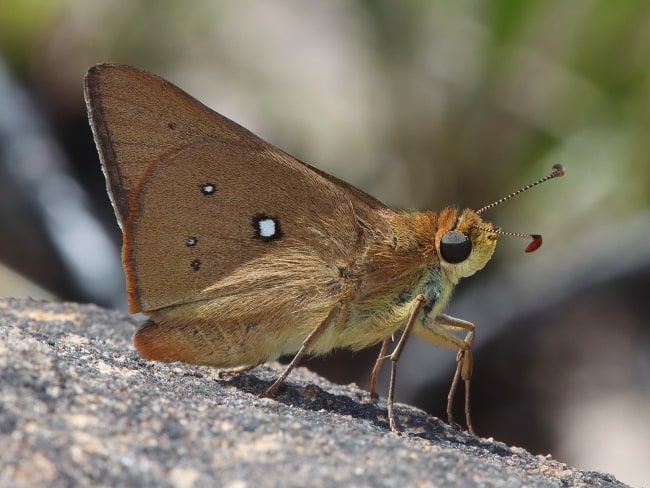 Hesperilla trimaculata (Large Brown Skipper)