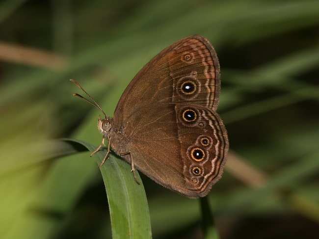 Mycalesis perseus (Dingy Bush-brown)