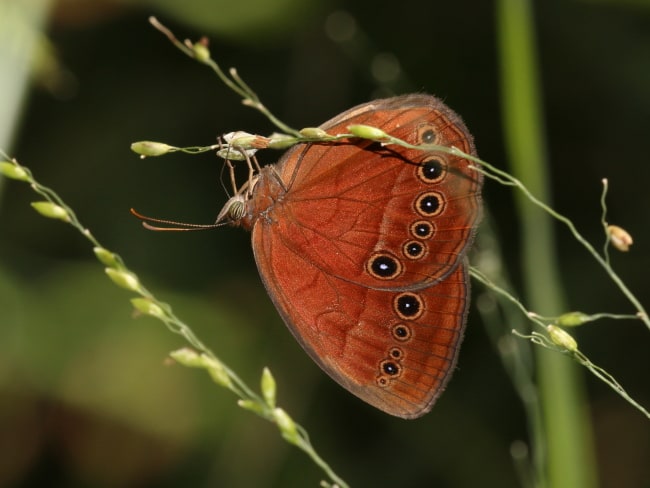 Mycalesis sirius (Cedar Bush-brown)