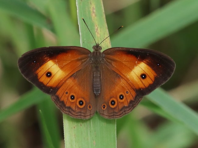 Mycalesis terminus (Orange Bush-brown)