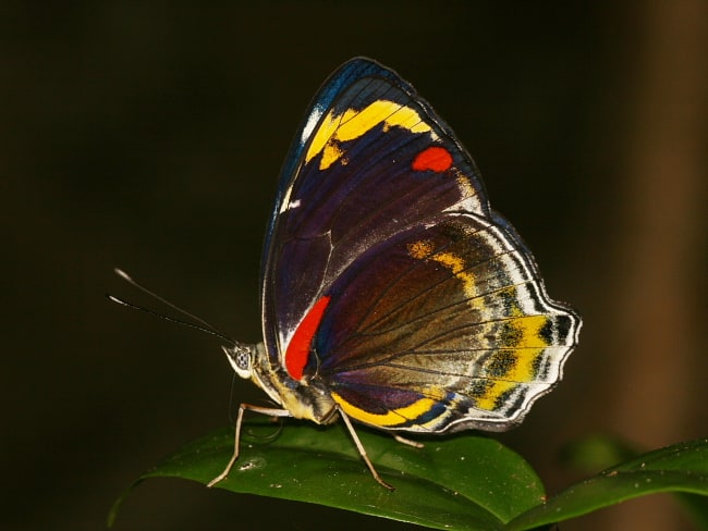 Mynes geoffroyi (Jezebel Nymph)