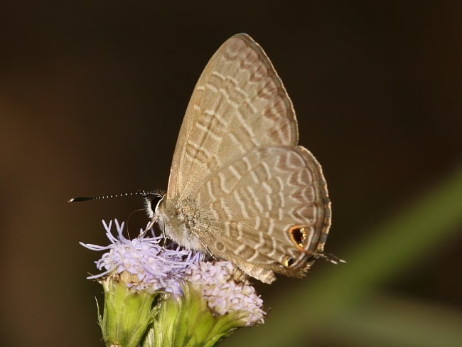 Nacaduba berenice (Large Purple Line-blue)