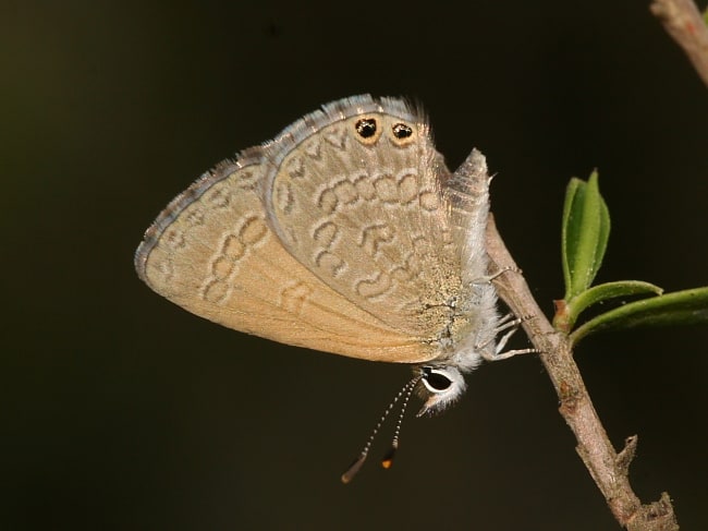 Nacaduba biocellata (Two-spotted Line-Blue)