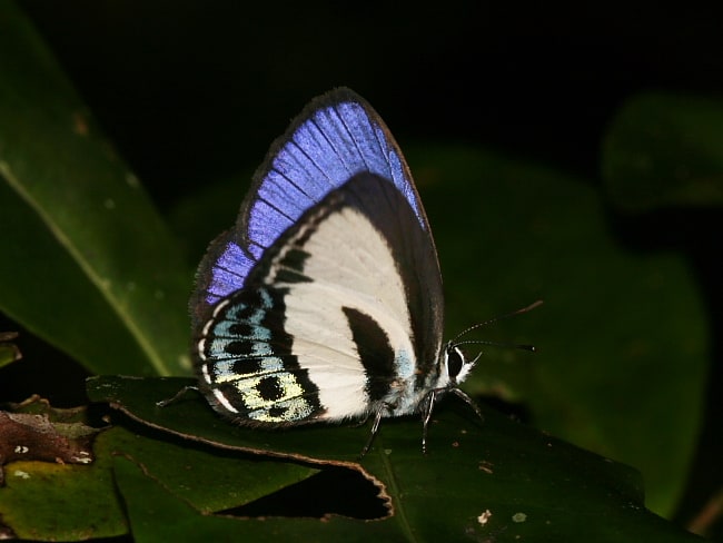 Nacaduba cyanea (Green-banded Line-blue)