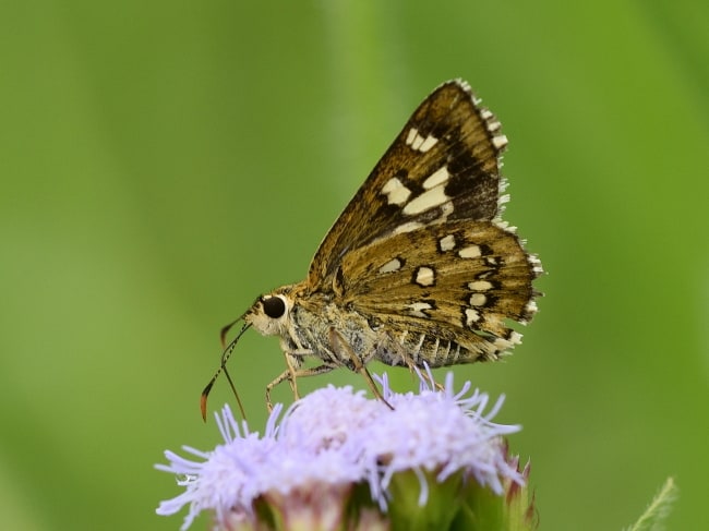 Toxidia senta (Spotted Grass-skipper)