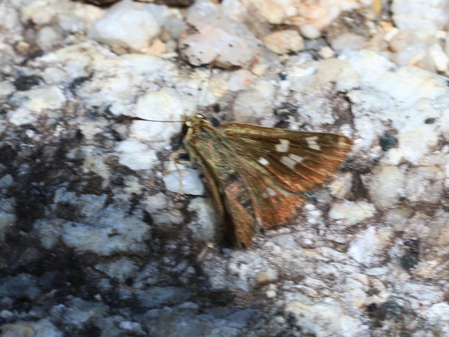 Toxidia xiphiphora (Sword-brand Grass-skipper)