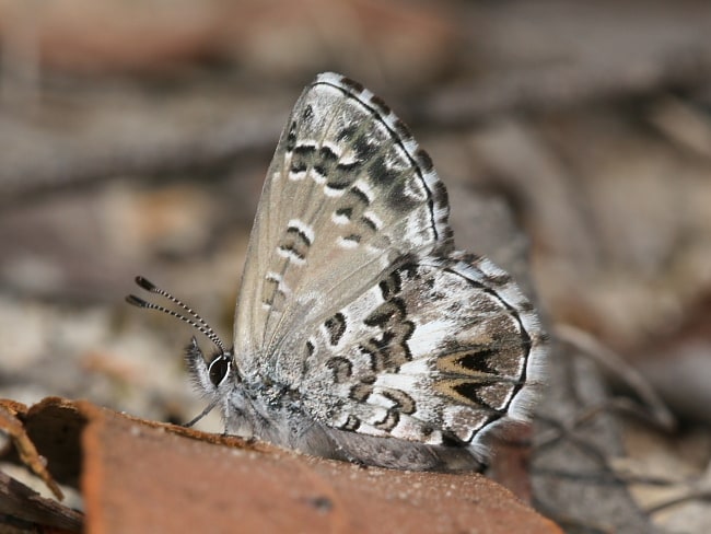 Neolucia agricola (Fringed Heath-Blue)