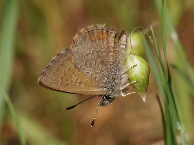 Neolucia mathewi (Dull Heath-Blue)