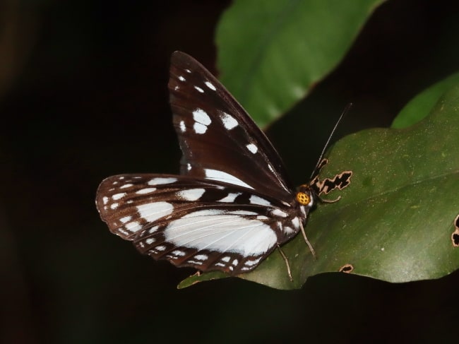 Neptis praslini (Yellow-eyed Plane)