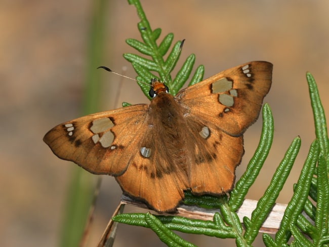 Netrocoryne repanda (Bronze Flat)