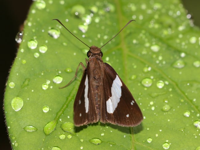 Notocrypta waigensis (Banded Demon)