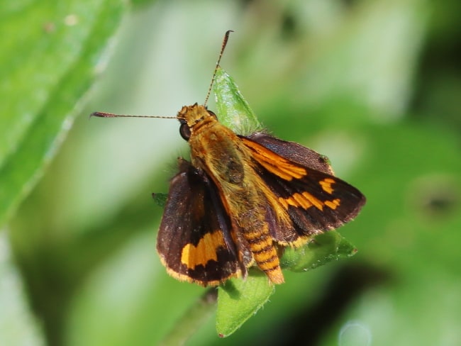 Ocybadistes ardea (Orange Grass-dart)