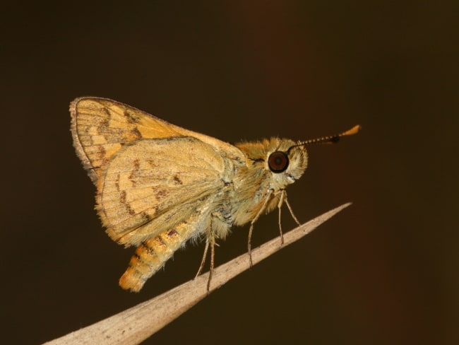 Ocybadistes flavovittatus (Narrow-brand Grass-dart)