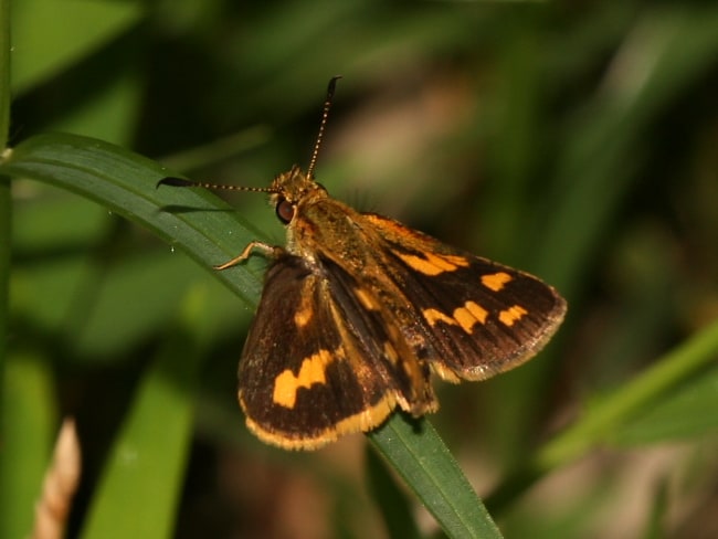 Ocybadistes knightorum (Black Grass-dart)