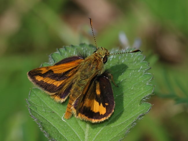 Ocybadistes walkeri (Green Grass-dart)