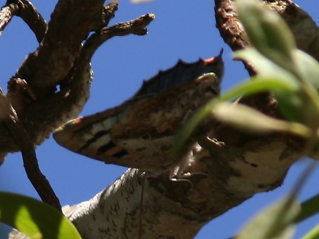 Ogyris aenone (Cooktown Azure)