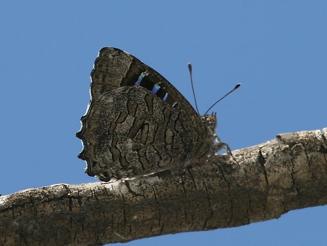 Ogyris barnardi (Bright Purple Azure)