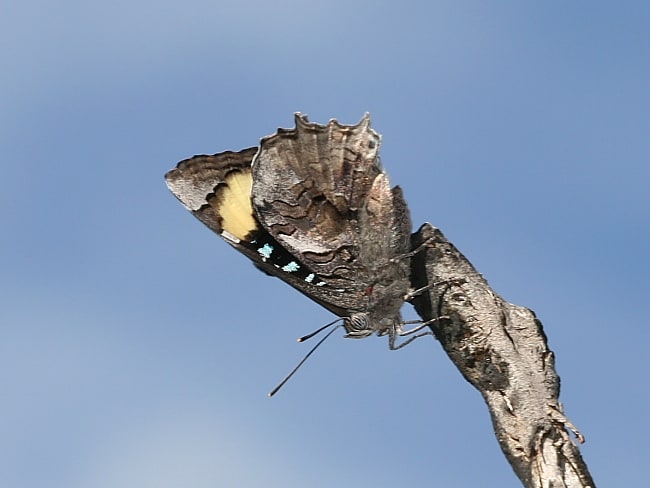 Ogyris genoveva (Southern Purple Azure)