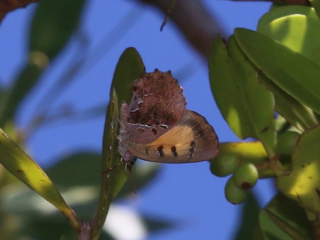 Ogyris ianthis (Golden Azure)