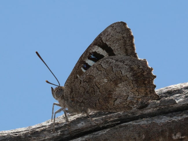 Ogyris idmo (Large Bronze Azure)