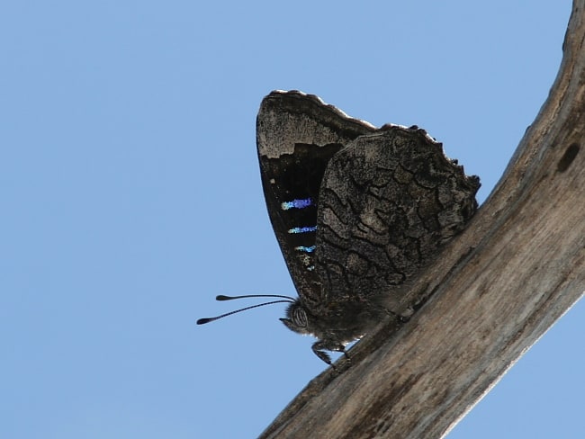 Ogyris olane (Broad-margined Azure)