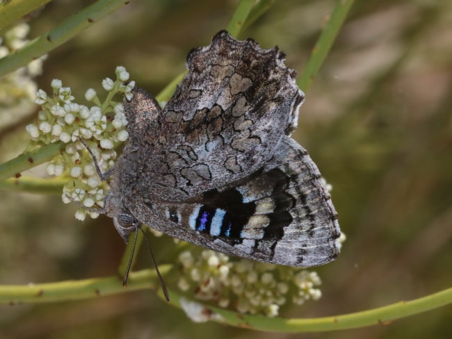 Ogyris arcana (Western Bronze Azure)