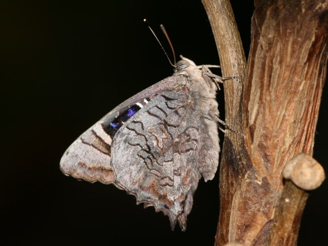 Ogyris zosine (Northern Purple Azure)