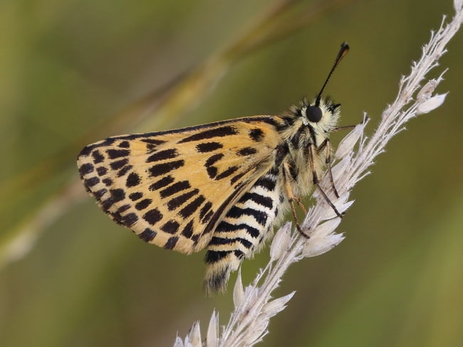 Hesperilla munionga (Alpine Sedge-skipper)