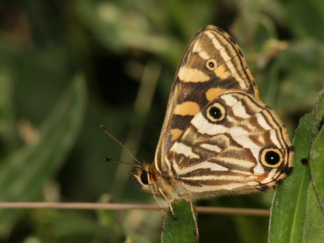 Oreixenica kershawi (Striped Xenica)