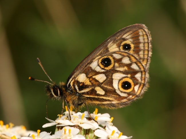 Oreixenica latialis (Small Alpine Xenica)