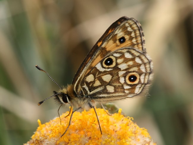 Oreixenica orichora (Spotted Alpine Xenica)