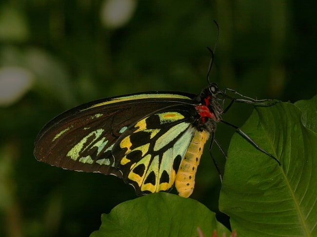 Ornithoptera euphorion (Cairns Birdwing)