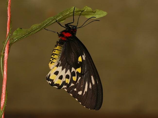 Ornithoptera richmondia (Richmond Birdwing)