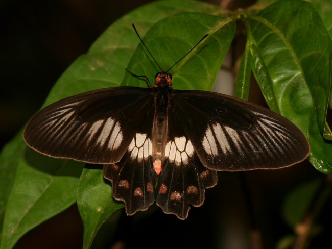 Pachliopta polydorus (Red-bodied Swallowtail)
