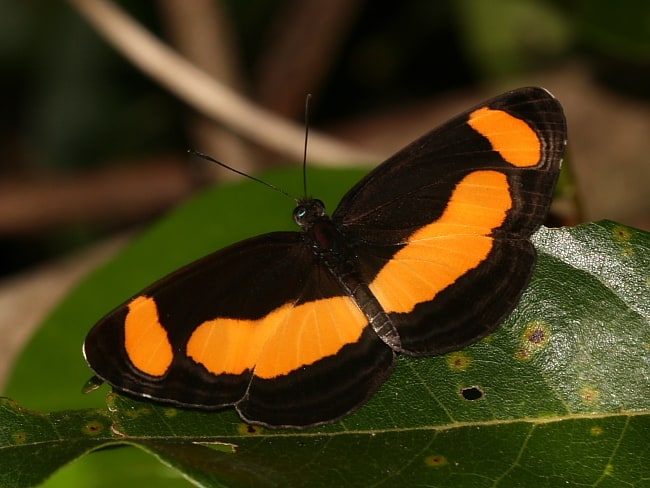 Pantoporia consimilis (Orange Plane)