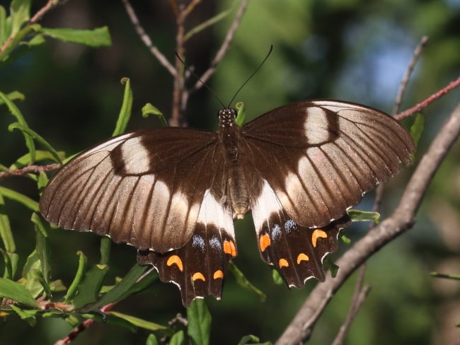 Papilio aegeus (Orchard Swallowtail)