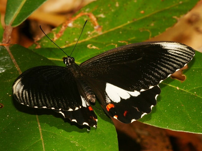 Papilio ambrax (Ambrax Swallowtail)