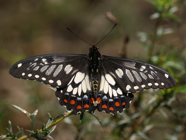 Papilio anactus (Dingy Swallowtail)