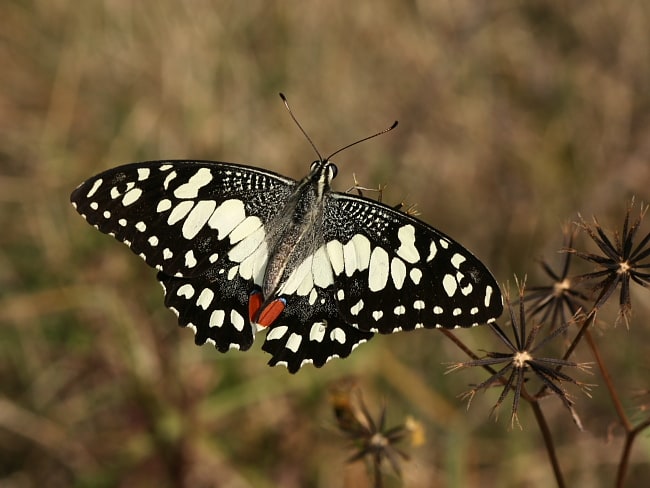 Papilio demoleus (Chequered Swallowtail)