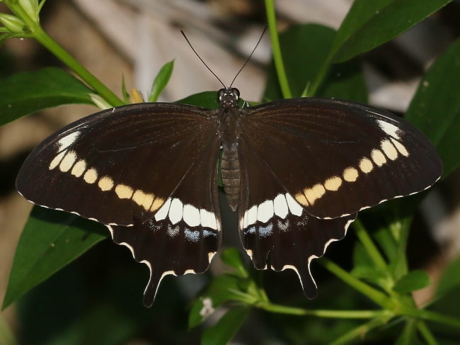 Papilio canopus (Canopus Swallowtail)