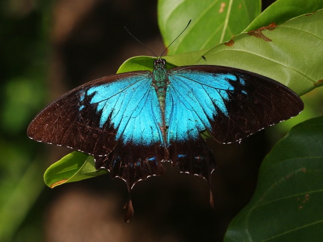 Papilio ulysses(Ulysses Swallowtail)