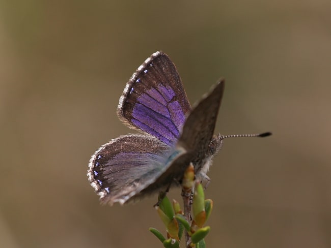 Paralucia spinifera (Purple Copper)