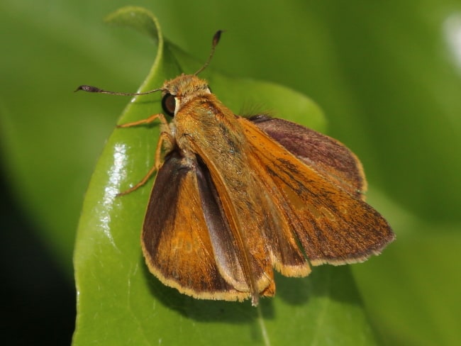 Parnara amalia (Orange Swift)