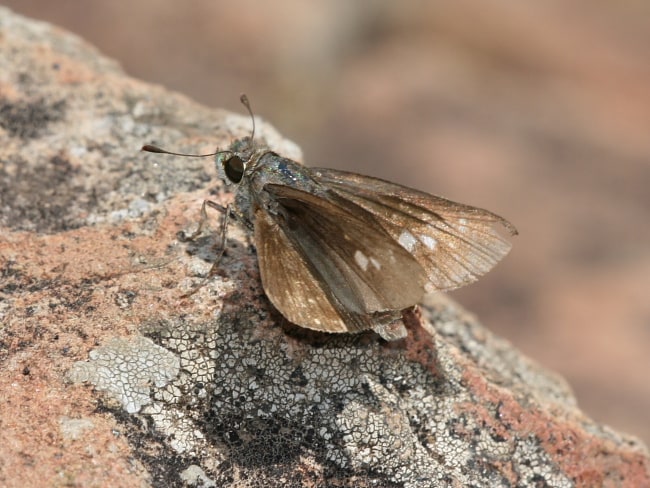 Parnara bada (Grey Swift)