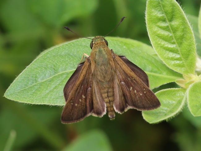 Pelopidas agna (Dingy Swift)