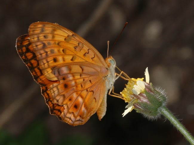 Phalanta phalanta (Spotted Rustic)