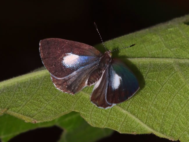 Philiris nitens (Blue Moonbeam)