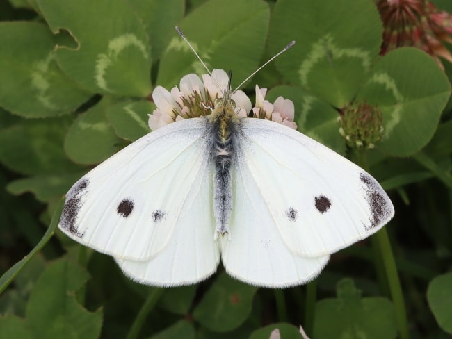 Pieris rapae (Cabbage White)