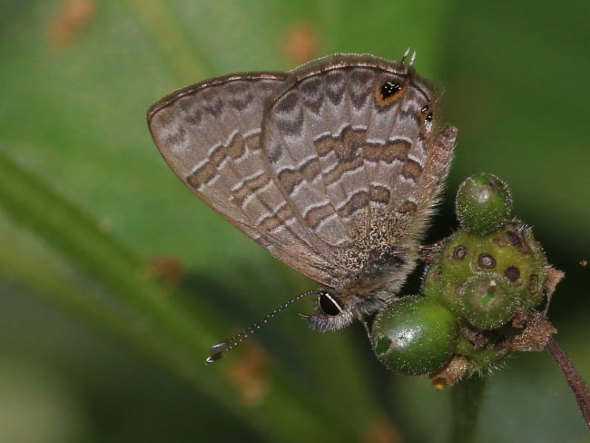 Prosotas felderi (Small-tailed Line Blue)