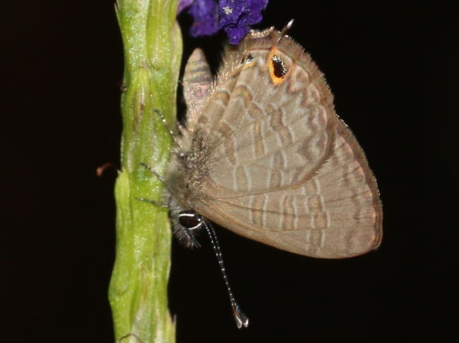 Prosotas nora (Long-tailed Line-blue)